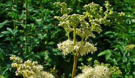 Spiraea ulmaria